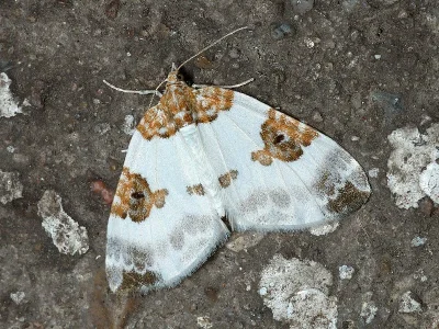Plemyria rubiginata