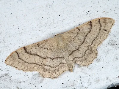 Idaea aversata