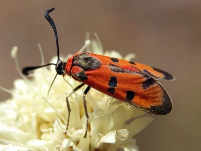Zygaena (Mesembrynus) laeta