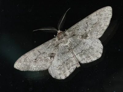 Hypomecis roboraria
