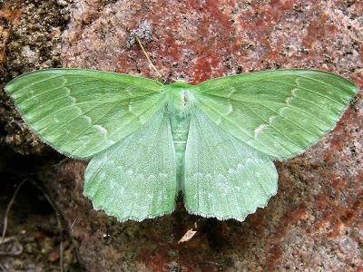 Geometra papilionaria