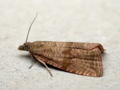 Celypha striana