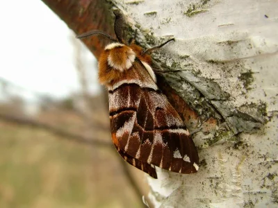 Endromis versicolora