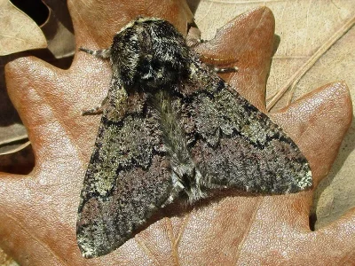 Biston strataria