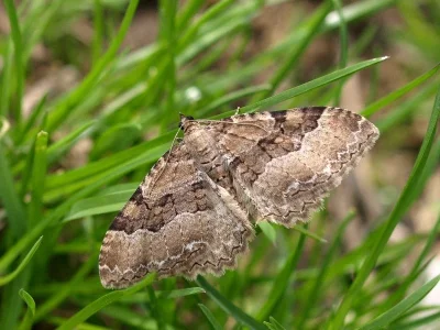 Hydria cervinalis