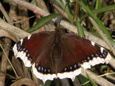 Nymphalis (Nymphalis) antiopa