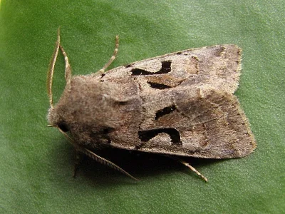 Orthosia (Semiophora) gothica