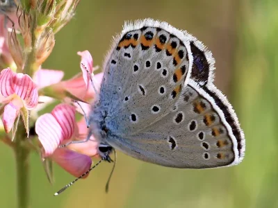 Plebejus (Lycaeides) argyrognomon
