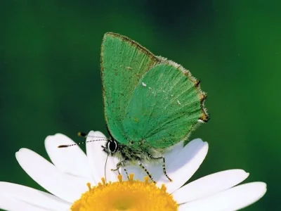 Callophrys (Callophrys) rubi