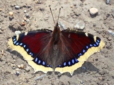 Nymphalis (Nymphalis) antiopa