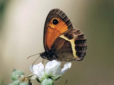 Pyronia (Idata) bathseba