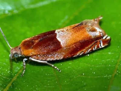 Ancylis mitterbacheriana