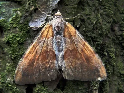 Pennithera firmata