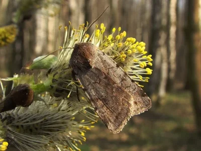 Cerastis (Cerastis) rubricosa