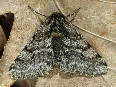 Lycia hirtaria