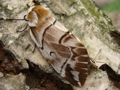 Endromis versicolora