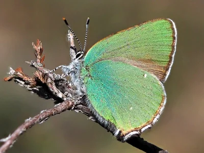 Callophrys (Callophrys) rubi