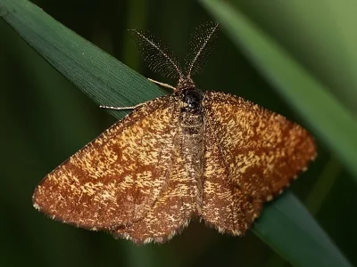 Ematurga atomaria