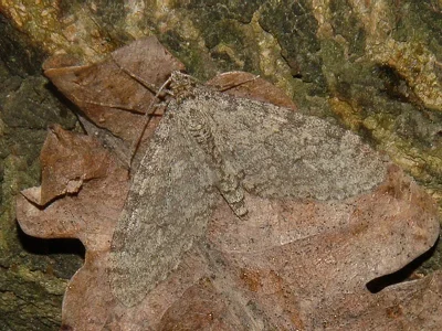 Trichopteryx carpinata