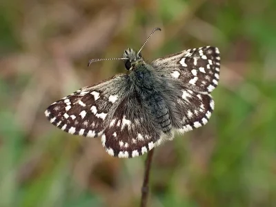 Pyrgus malvae