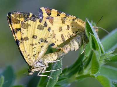 Pseudopanthera macularia