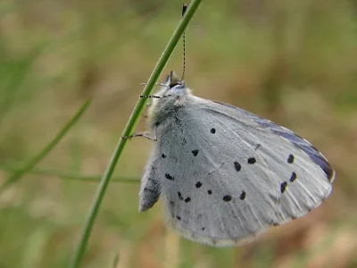 Celastrina (Celastrina) argiolus
