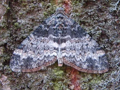 Lobophora halterata