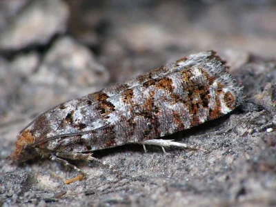 Gravitarmata margarotana