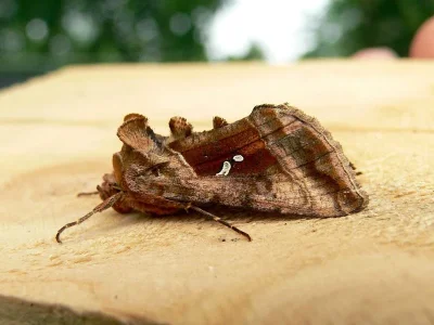 Autographa jota