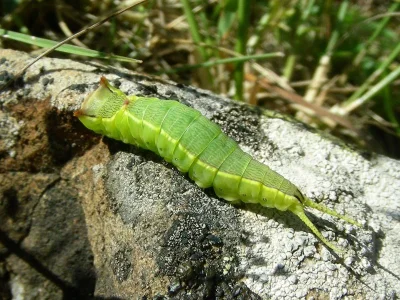 Cerura (Cerura) iberica