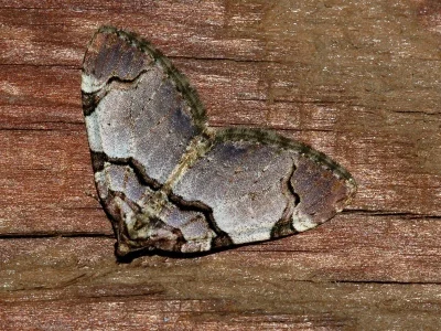 Anticlea derivata