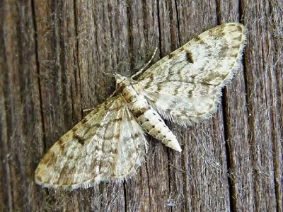 Eupithecia tantillaria