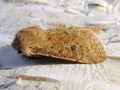 Orthosia (Monima) cruda