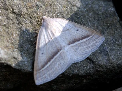 Petrophora chlorosata