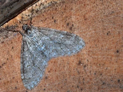 Trichopteryx carpinata