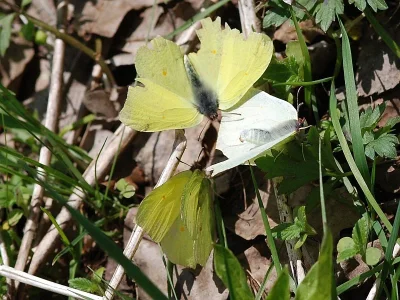 Gonepteryx rhamni
