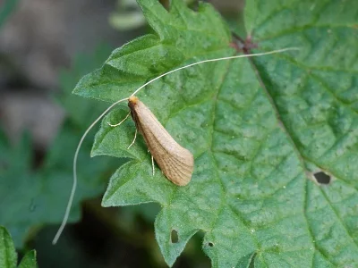 Nematopogon swammerdamella
