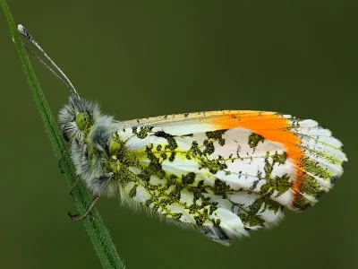 Anthocharis (Anthocharis) cardamines