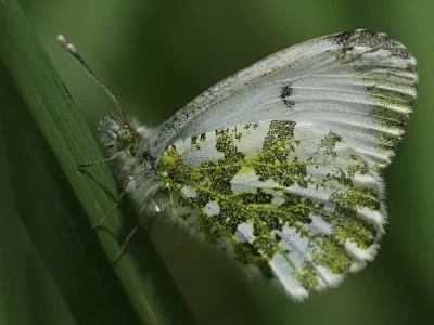 Anthocharis (Anthocharis) cardamines