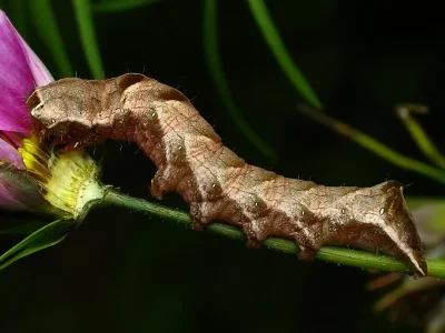 Melanchra persicariae