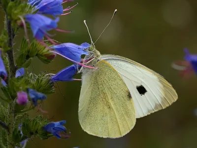 Pieris (Pieris) brassicae