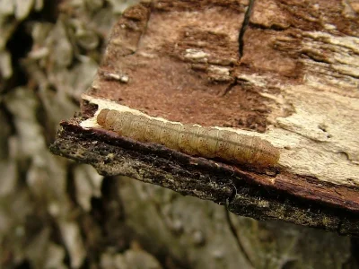 Pechipogo (Pechipogo) strigilata