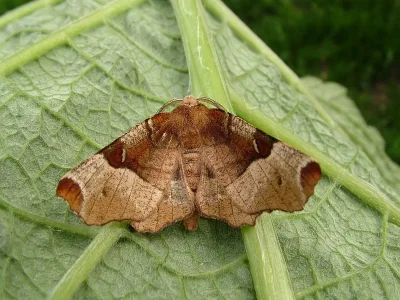 Selenia tetralunaria