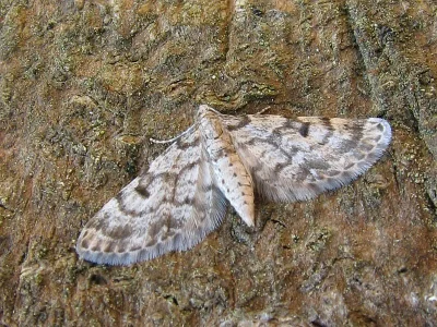 Eupithecia tantillaria