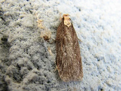 Depressaria (Depressaria) emeritella