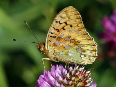 Argynnis (Speyeria) aglaja
