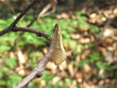 Nematopogon swammerdamella