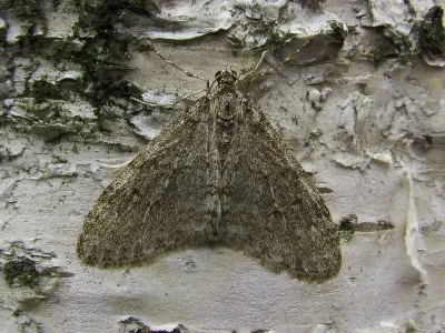 Trichopteryx carpinata