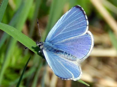 Celastrina (Celastrina) argiolus