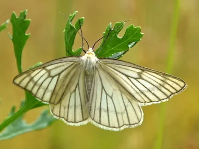 Siona lineata